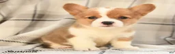 Welsh Corgi Pembroke dogs for sale: Olive  - Ad 6