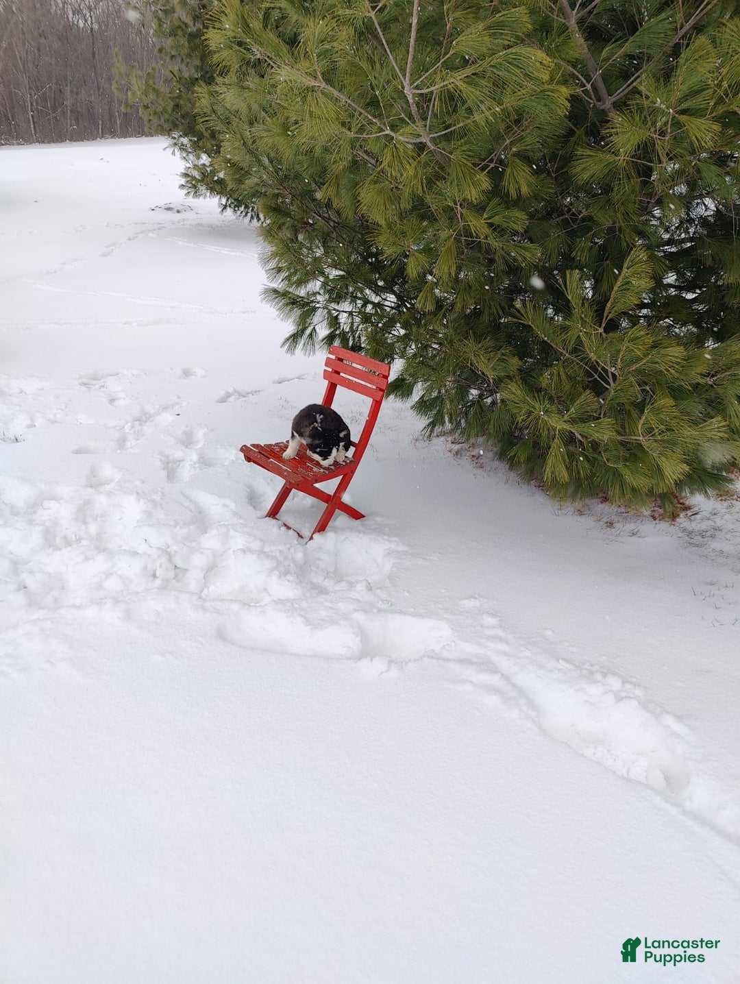 Siberian Husky dogs for sale: Prince Caspian - Ad 9