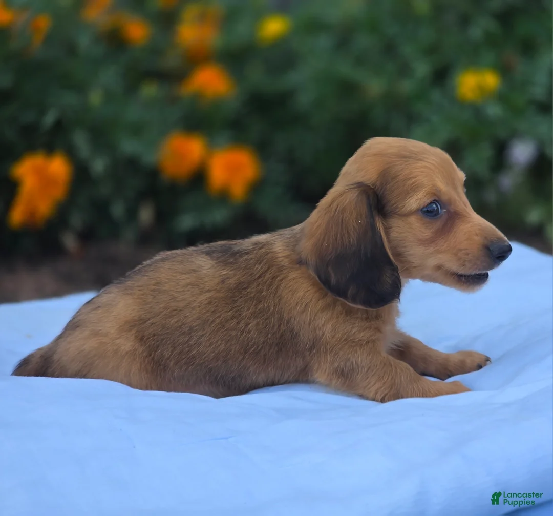 Miniature Dachshund dogs for sale: Jerry - Ad 4