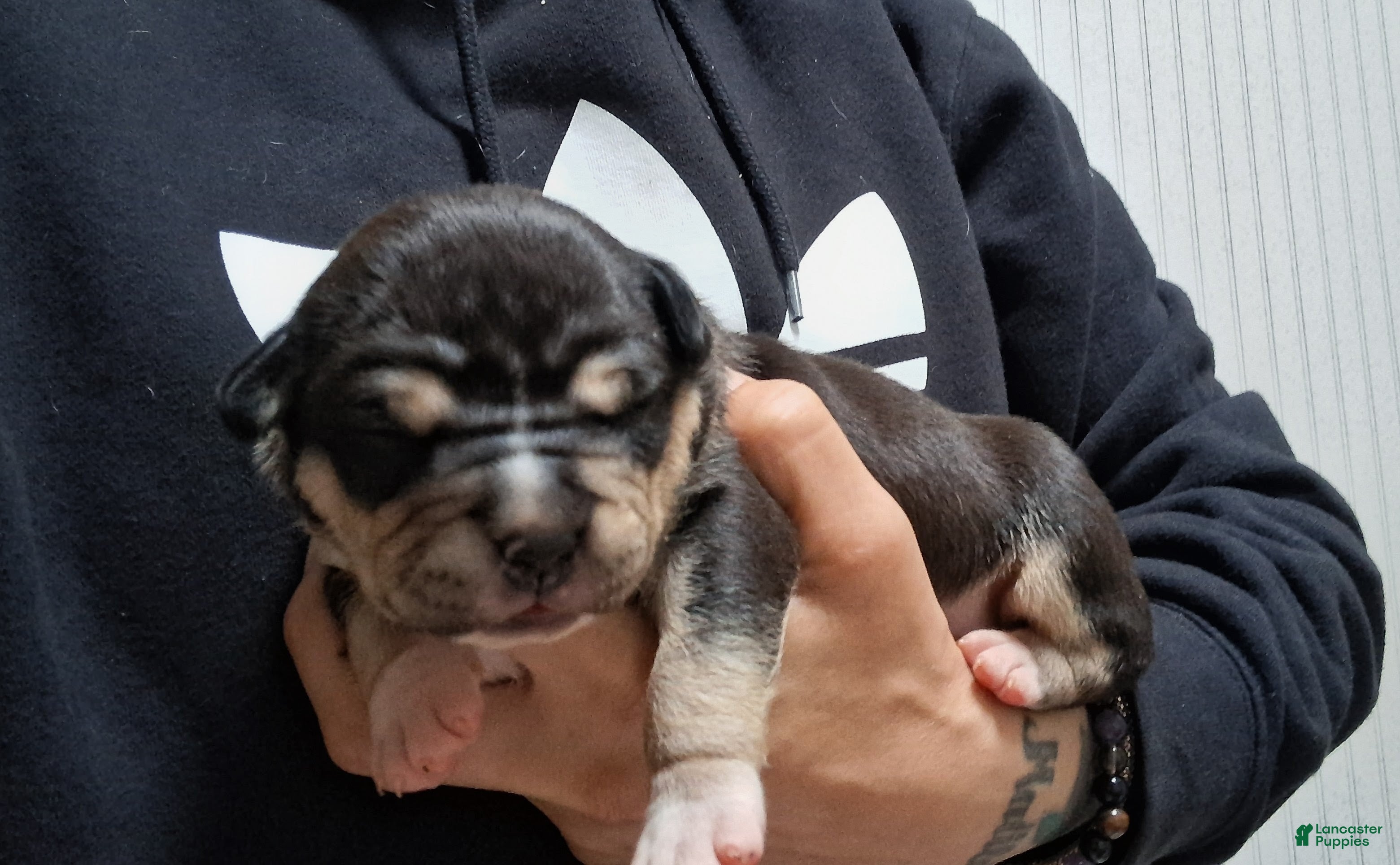 American Bully dogs American Bully Puppy 5 - Ad 1