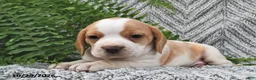 Mixed Breed dogs for sale: Peony - Ad 3