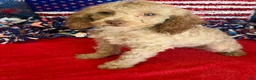 Cockapoo dogs for sale: Bear - Ad 1