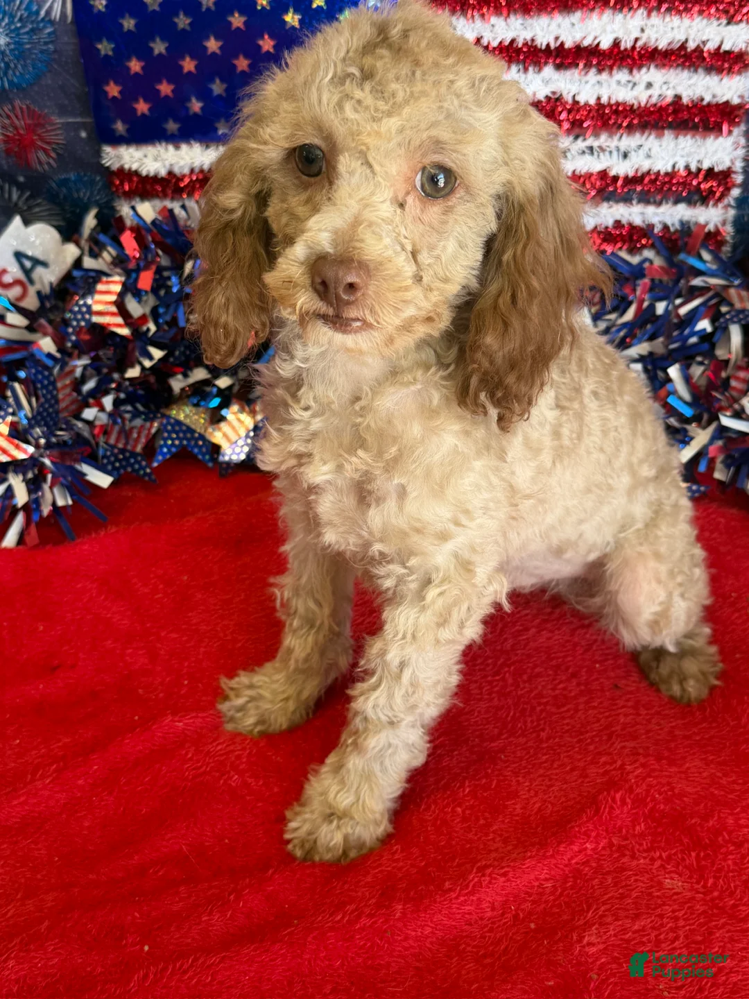 Cockapoo dogs for sale: Bear - Ad 1