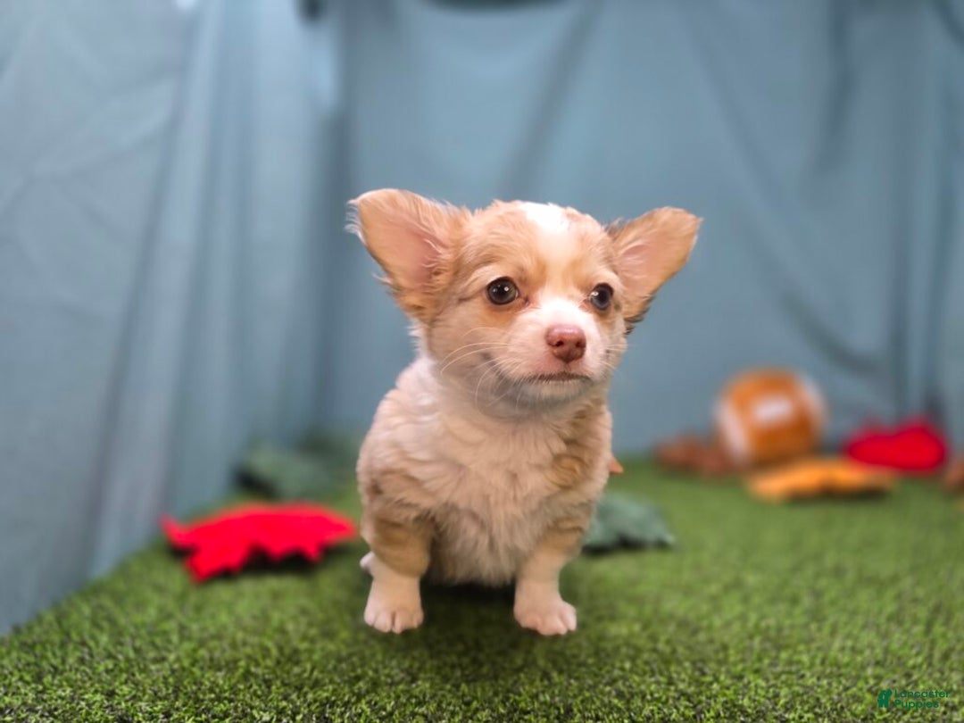 Chihuahua dogs for sale: Max - Ad 4