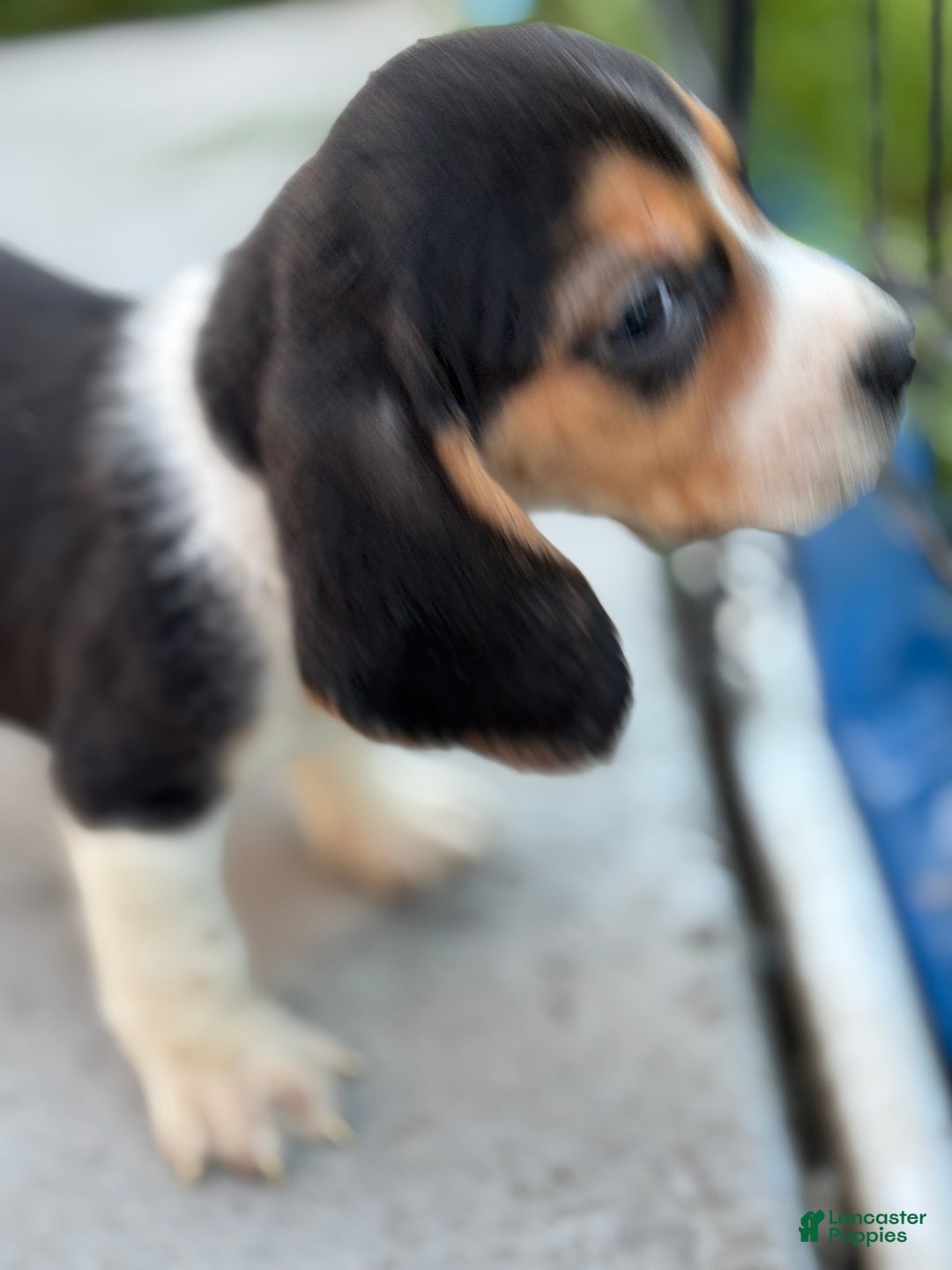Beagle dogs for sale: Gus - Ad 10