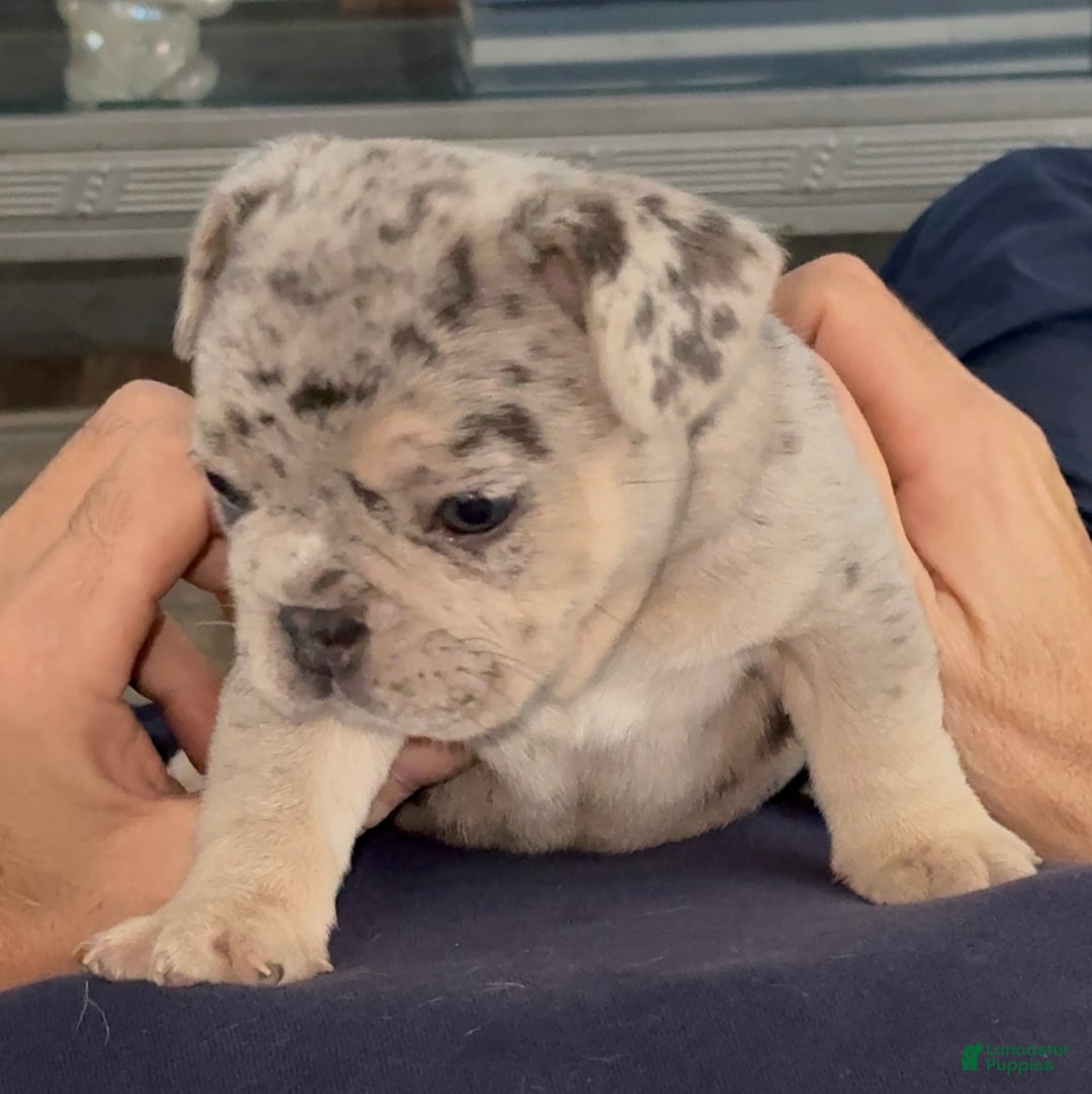 French Bulldog dogs for sale: French Bulldog Puppy 1 - Ad 5