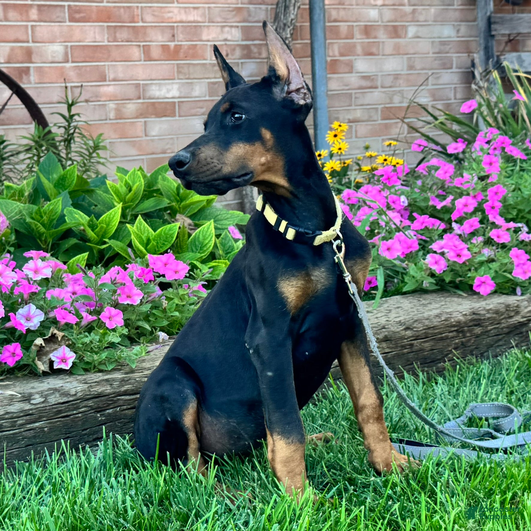 Doberman Pinscher dogs Zinnia - Ad 2