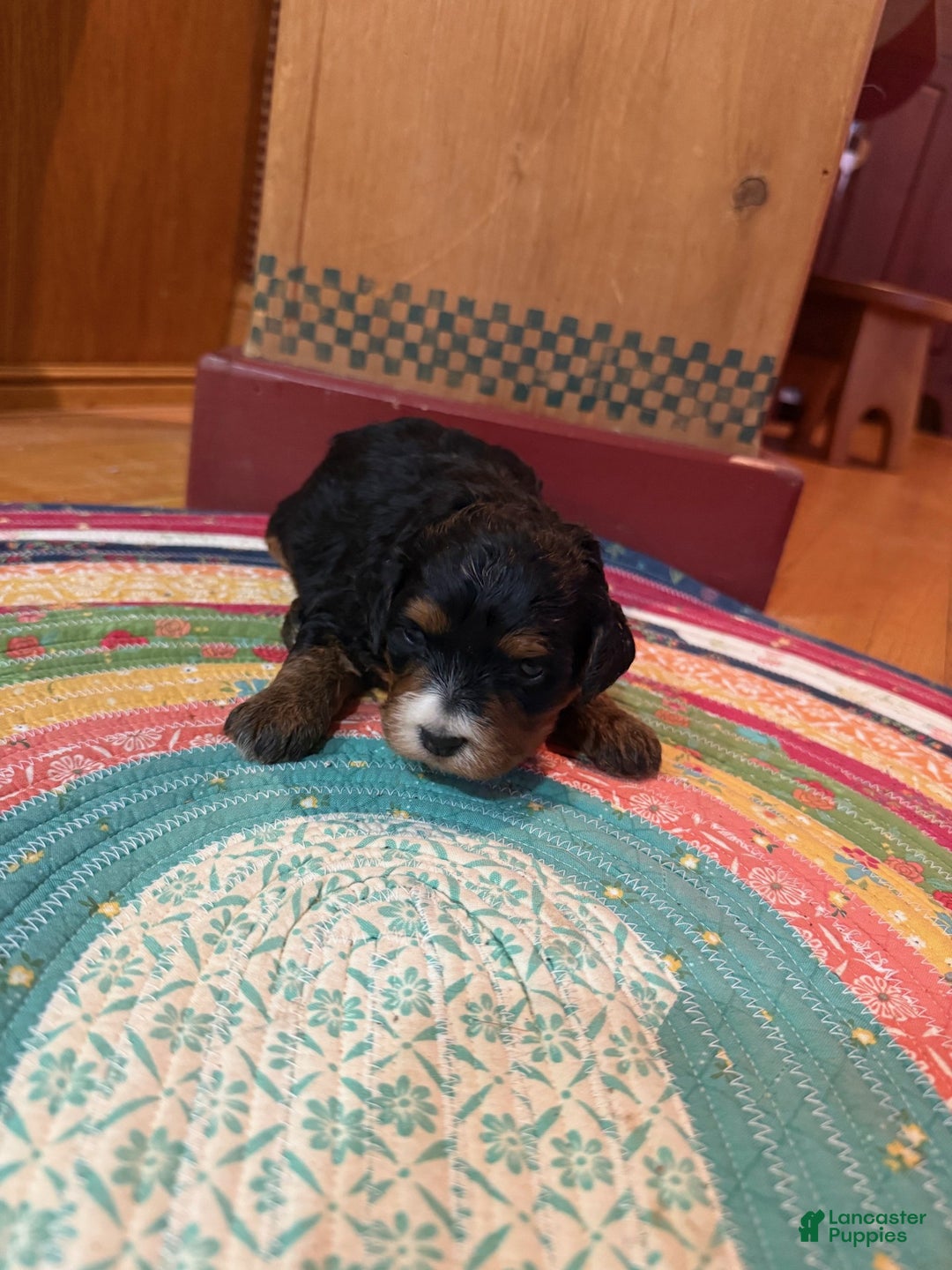 Mini Bernedoodle dogs for sale: Olive - Ad 2