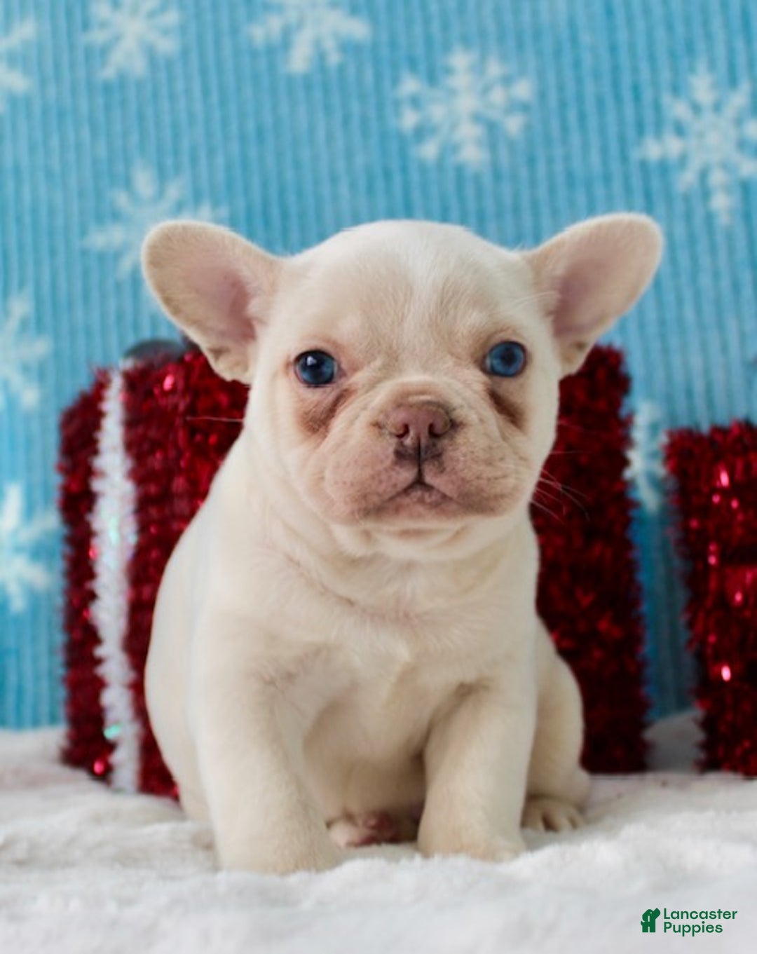 French Bulldog dogs for sale: Snowflake - Ad 2