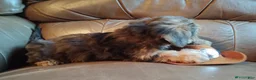 Yorkiepoo dogs for sale: Ms Teapot - Ad 11