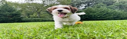 Mini Bernedoodle dogs for sale: Stone-Golden Mountain Doodle - Ad 3