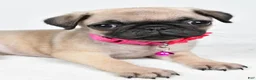 Pug dogs for sale: Angie - Ad 3