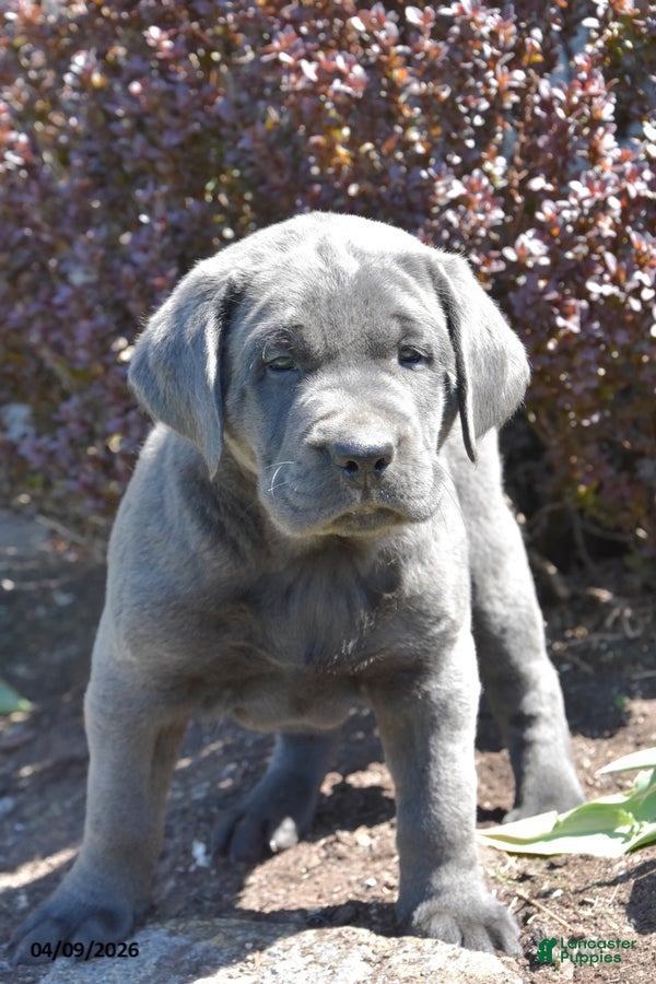Labrador Retriever dogs Merle - Ad 2