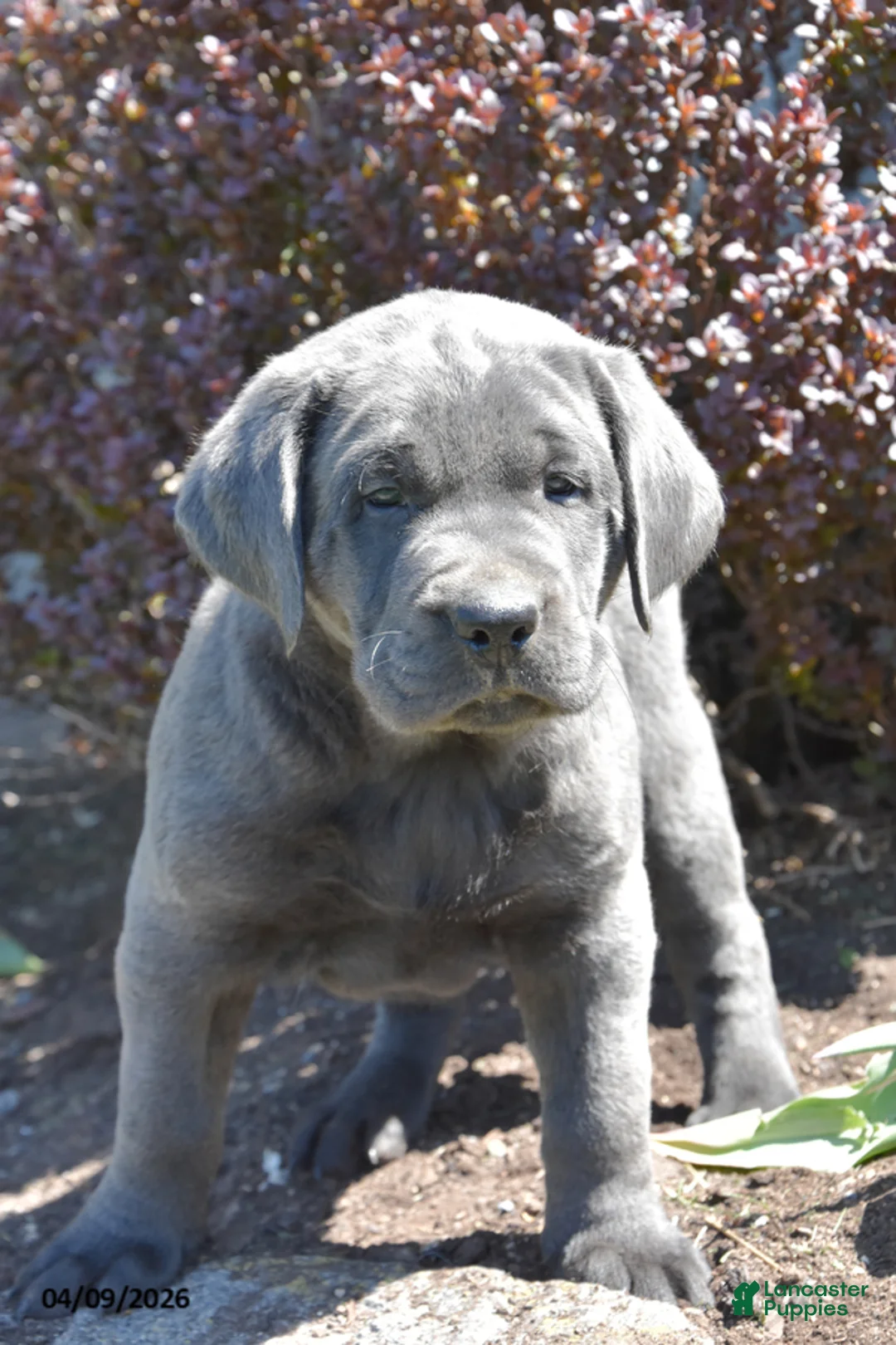 Labrador Retriever dogs for sale: Merle - Ad 2