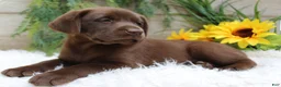 Labrador Retriever dogs for sale: Anika - Ad 4
