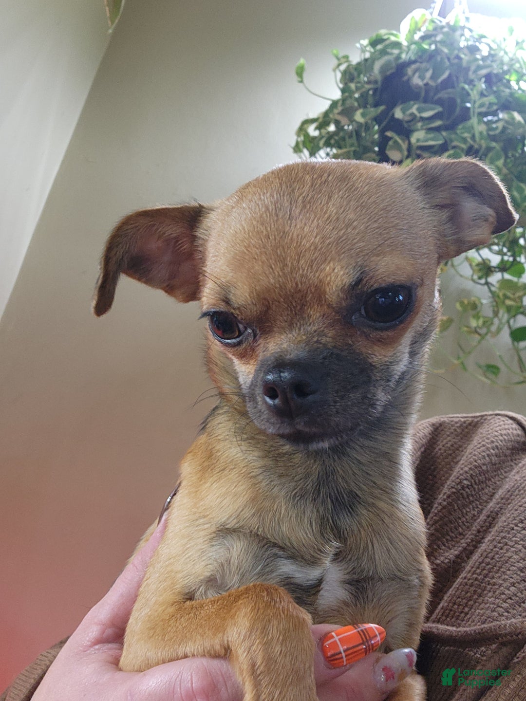 Chihuahua dogs for sale: Black  - Ad 3