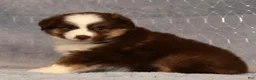 Miniature Australian Shepherd dogs for sale: Farley - Ad 8