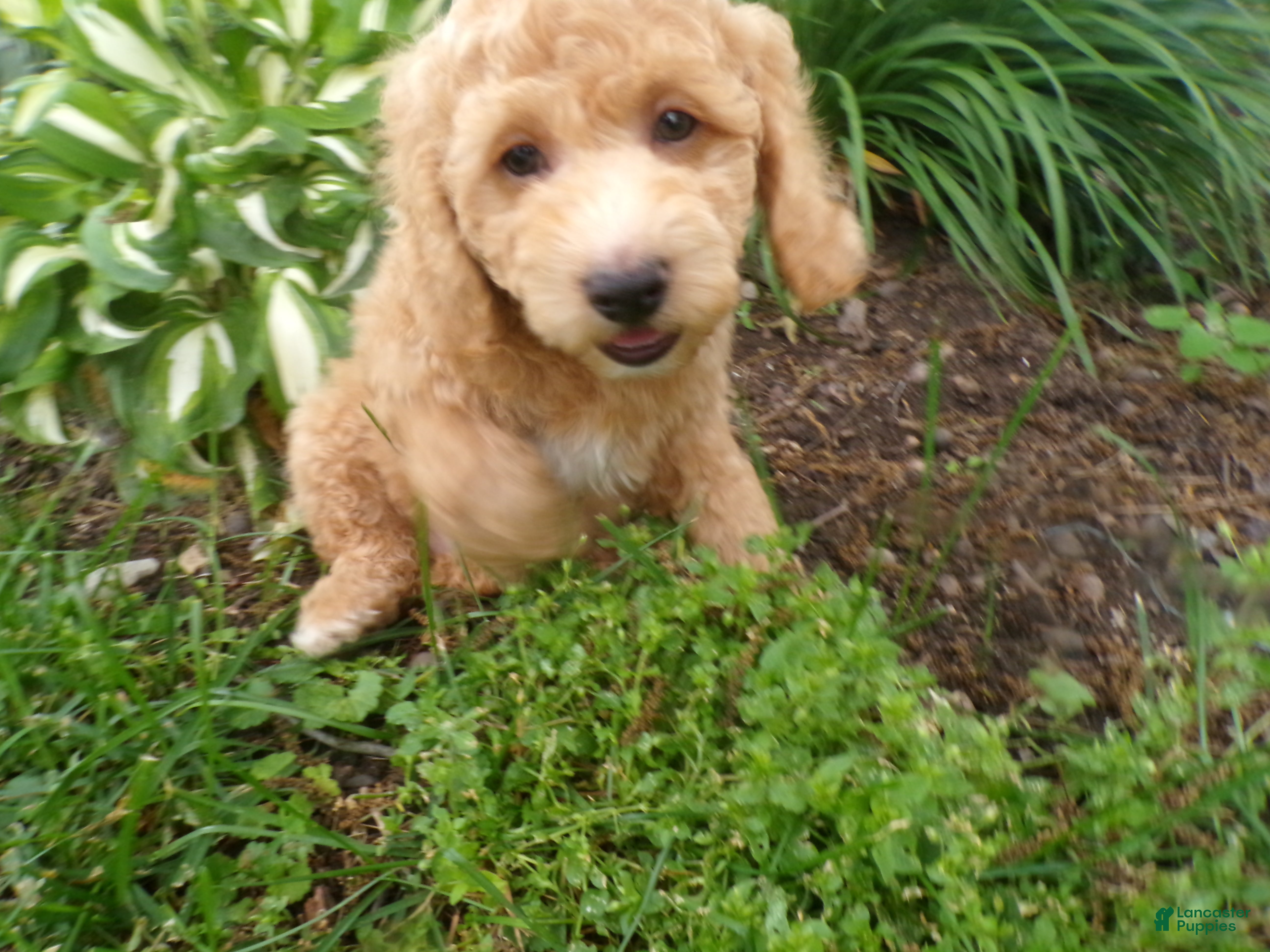 Cockapoo dogs Chandler - Ad 2