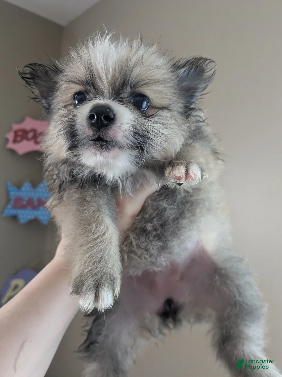 Mixed Breed dogs for sale: Mixed Breed 3 - Ad 1