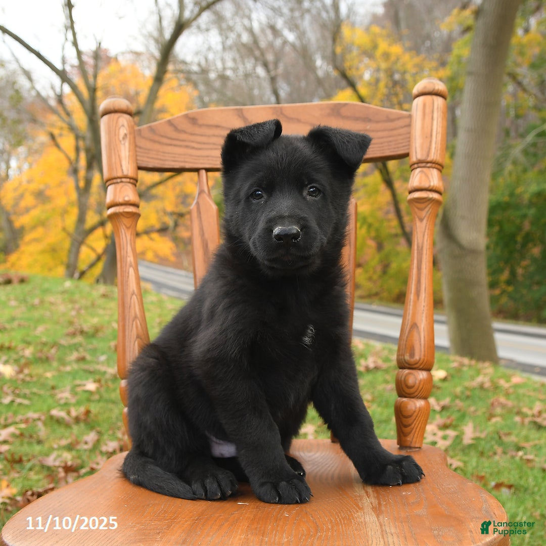 German Shepherd dogs for sale: Moose - Ad 1