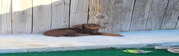 Doberman Pinscher dogs for sale: Doberman Pinscher 1 - Ad 11