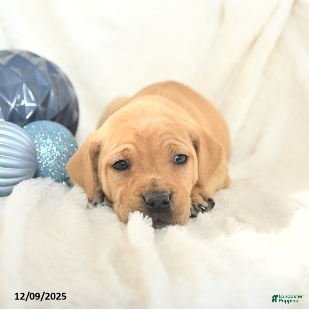 Mixed Breed dogs for sale: Missy - Ad 2