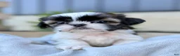 Shih Tzu dogs for sale: AKC Lyla - Ad 7