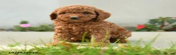 Goldendoodle dogs for sale: Pretzel - Ad 5