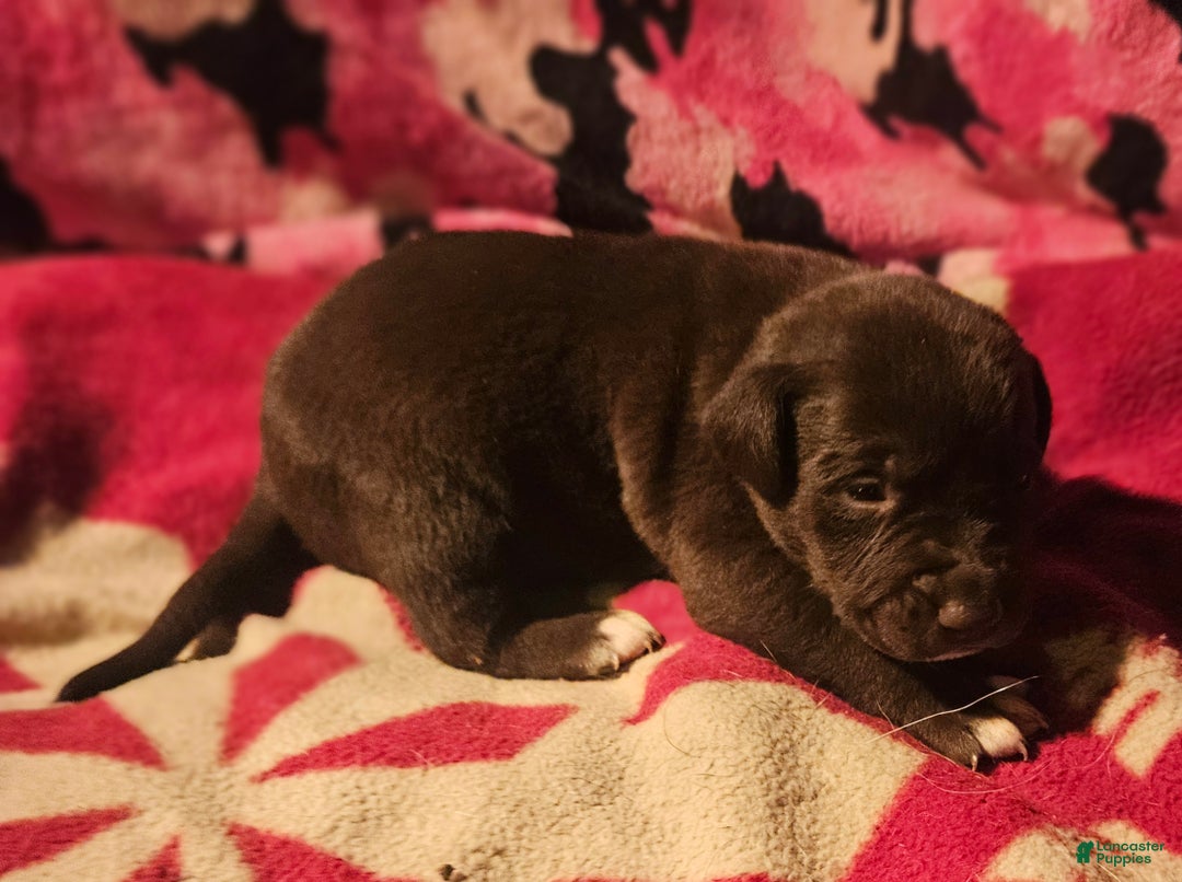 Border Collie dogs for sale: Hook - Ad 3