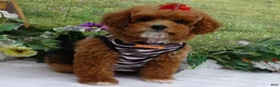 Toy Poodle dogs for sale: Saylor - Ad 11