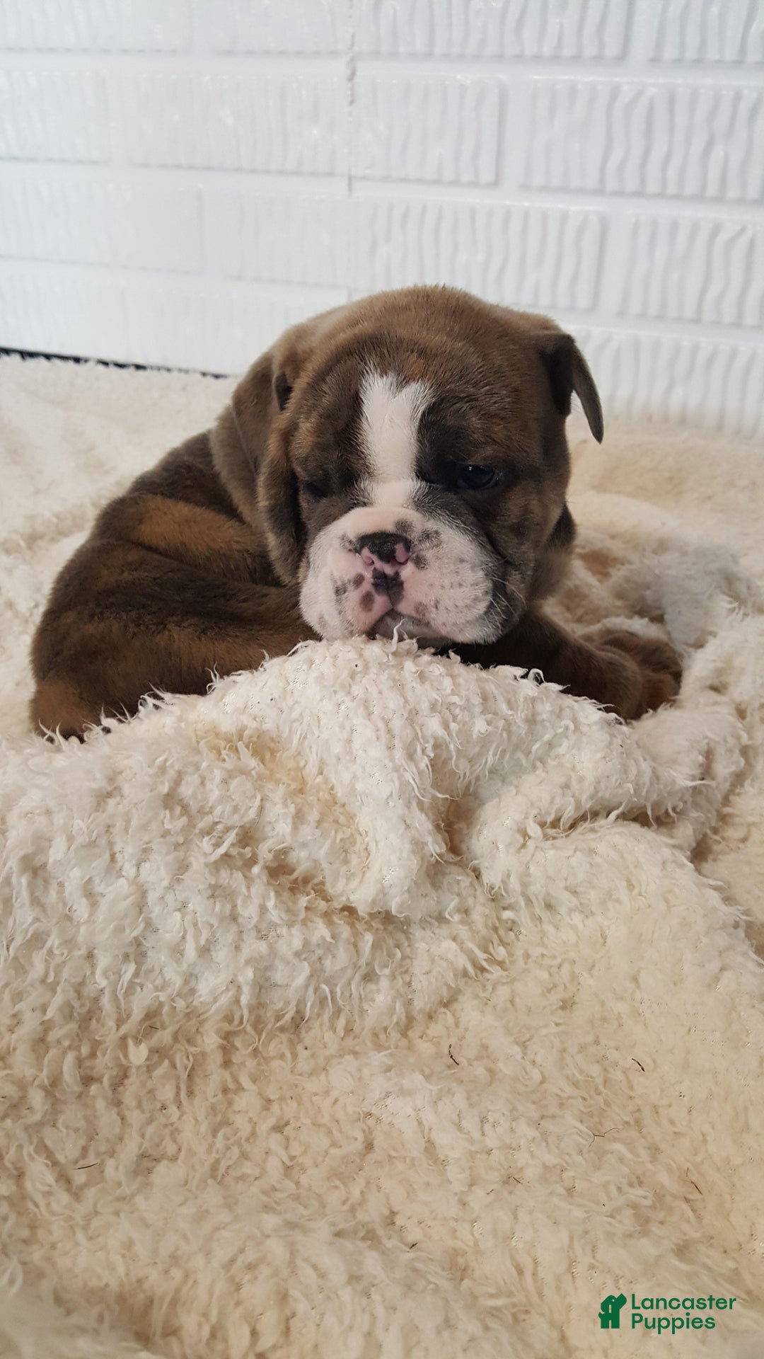 English Bulldog dogs for sale: Ace - Ad 2