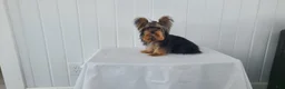 Yorkshire Terrier dogs for sale: Yorkshire Terrier Puppy 1 - Ad 5