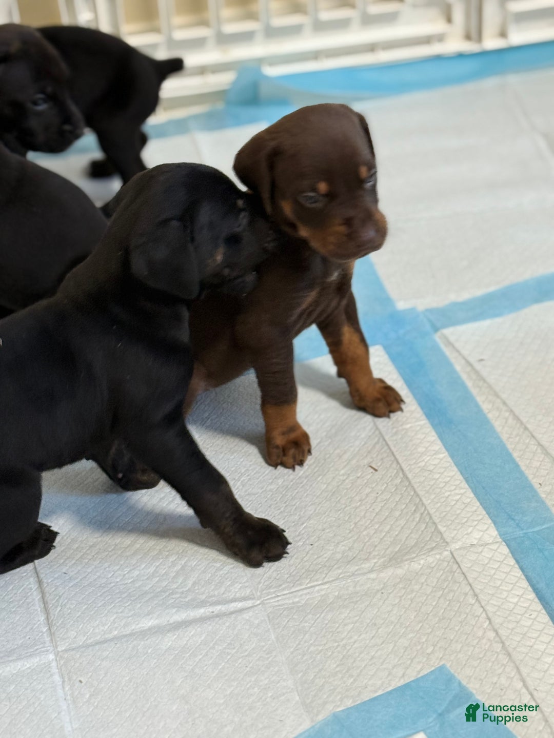 Mixed Breed dogs for sale: White - Ad 10