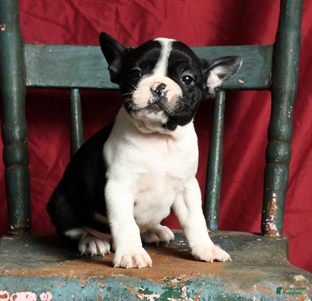 Brindle Faux Frenchie For Sale Frenchie Dog Breed Bulldog Breed