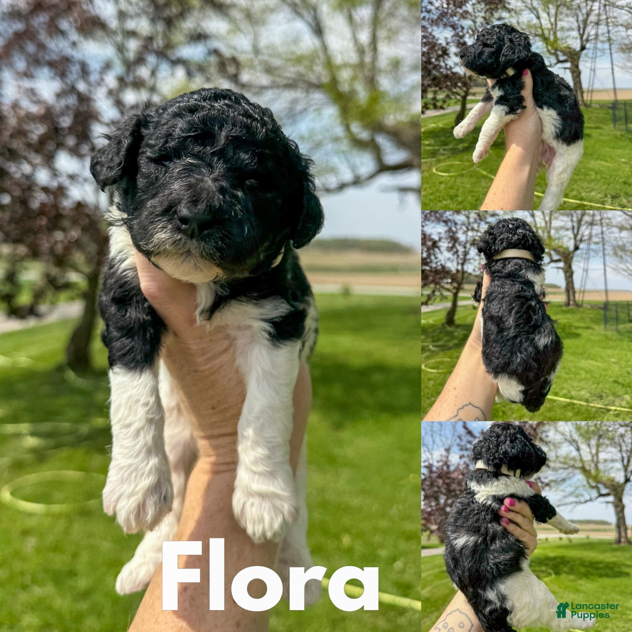Standard Poodle dogs Flora - AKC - Ad 36