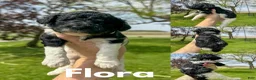 Standard Poodle dogs for sale: Flora - AKC Tri Parti - Ad 7