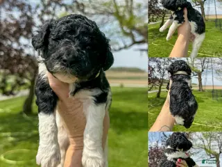 Standard Poodle dogs Flora - AKC - Ad 36