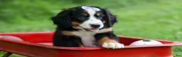 Bernese Mountain Dog dogs for sale: SOPHIE - Ad 6