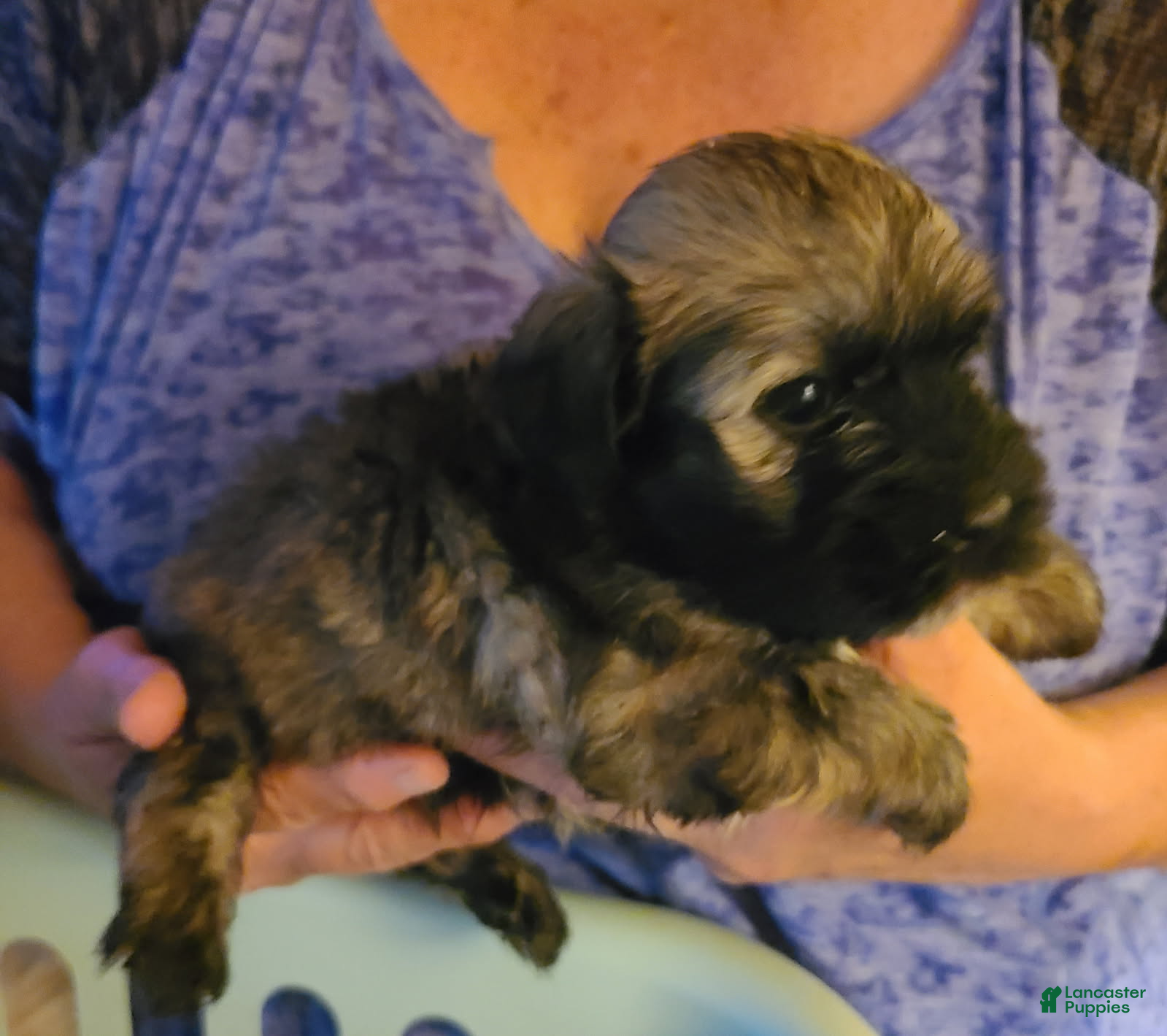 Havanese dogs Girl 1 - Ad 2