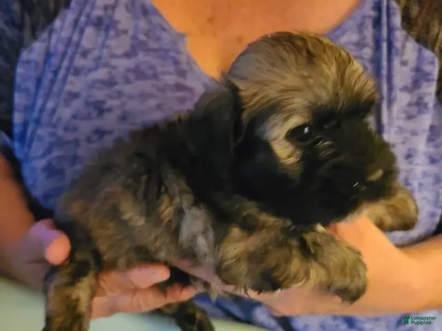 Havanese dogs for sale: Girl 1 - Ad 2