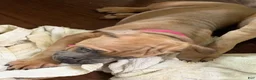 Cane Corso dogs for sale: Mulan - Ad 14