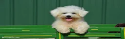 Bichon Frise dogs for sale: Marty - Ad 1