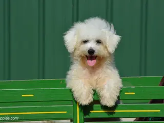 Bichon Frise dogs for sale: Marty - Ad 1