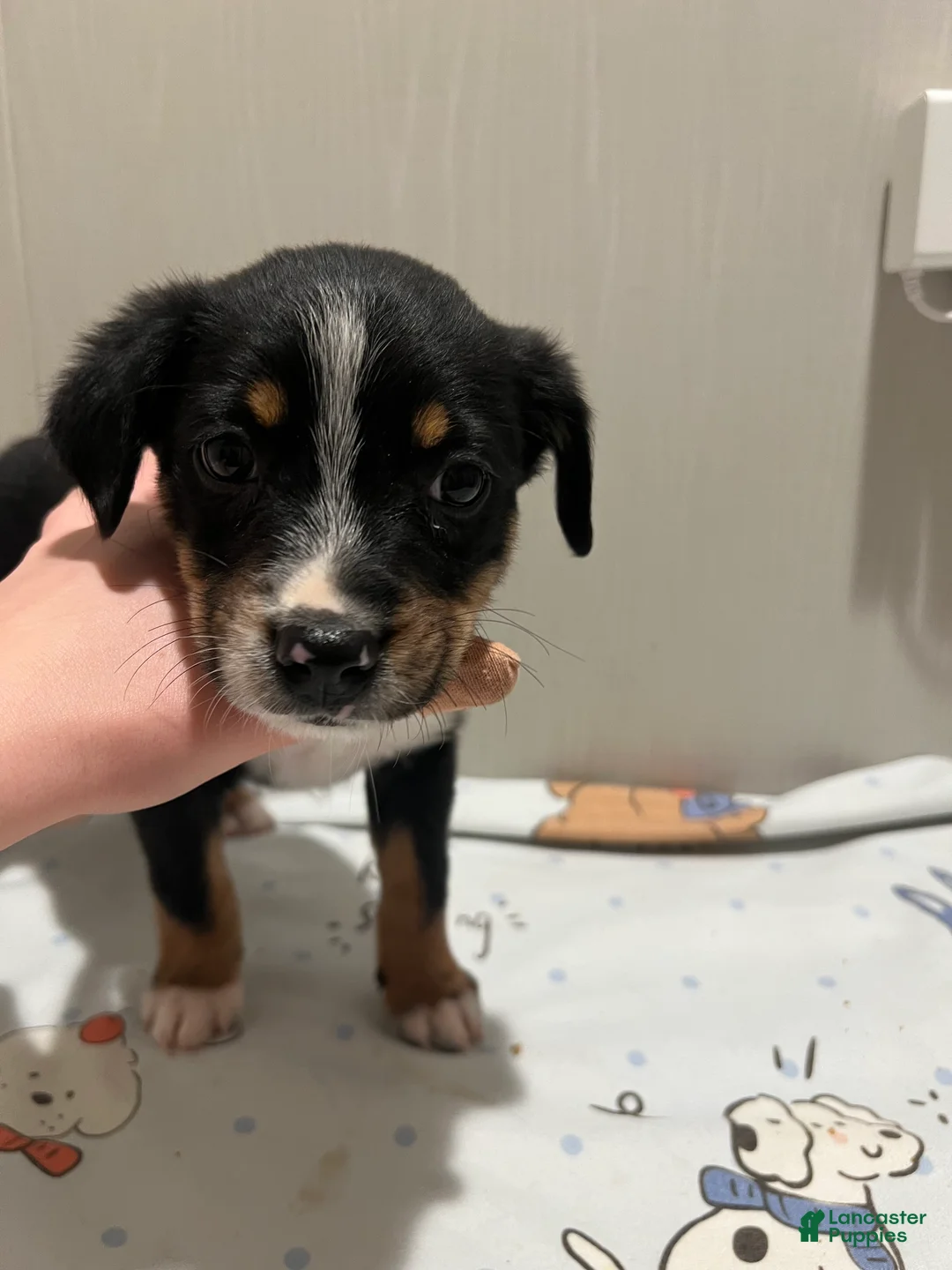 Mixed Breed dogs for sale: Cider  - Ad 4