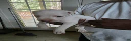 American Bulldog dogs for sale: American Bulldog 7 - Ad 6
