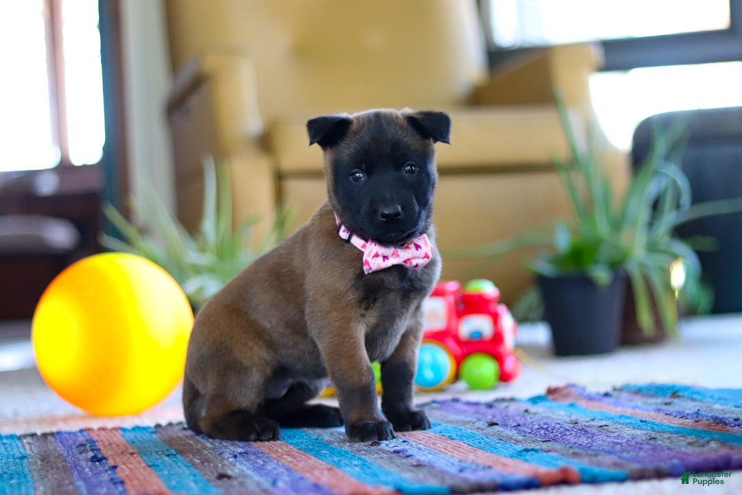 Belgian Malinois dogs for sale: Autumn - Ad 1