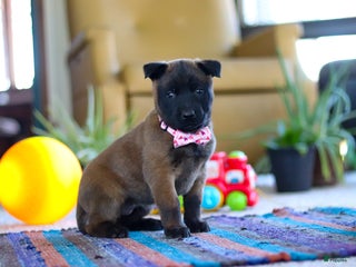 Belgian Malinois dogs Autumn - Ad 14