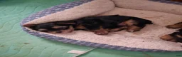Yorkshire Terrier dogs for sale: Yorkshire Terrier 1 - Ad 1