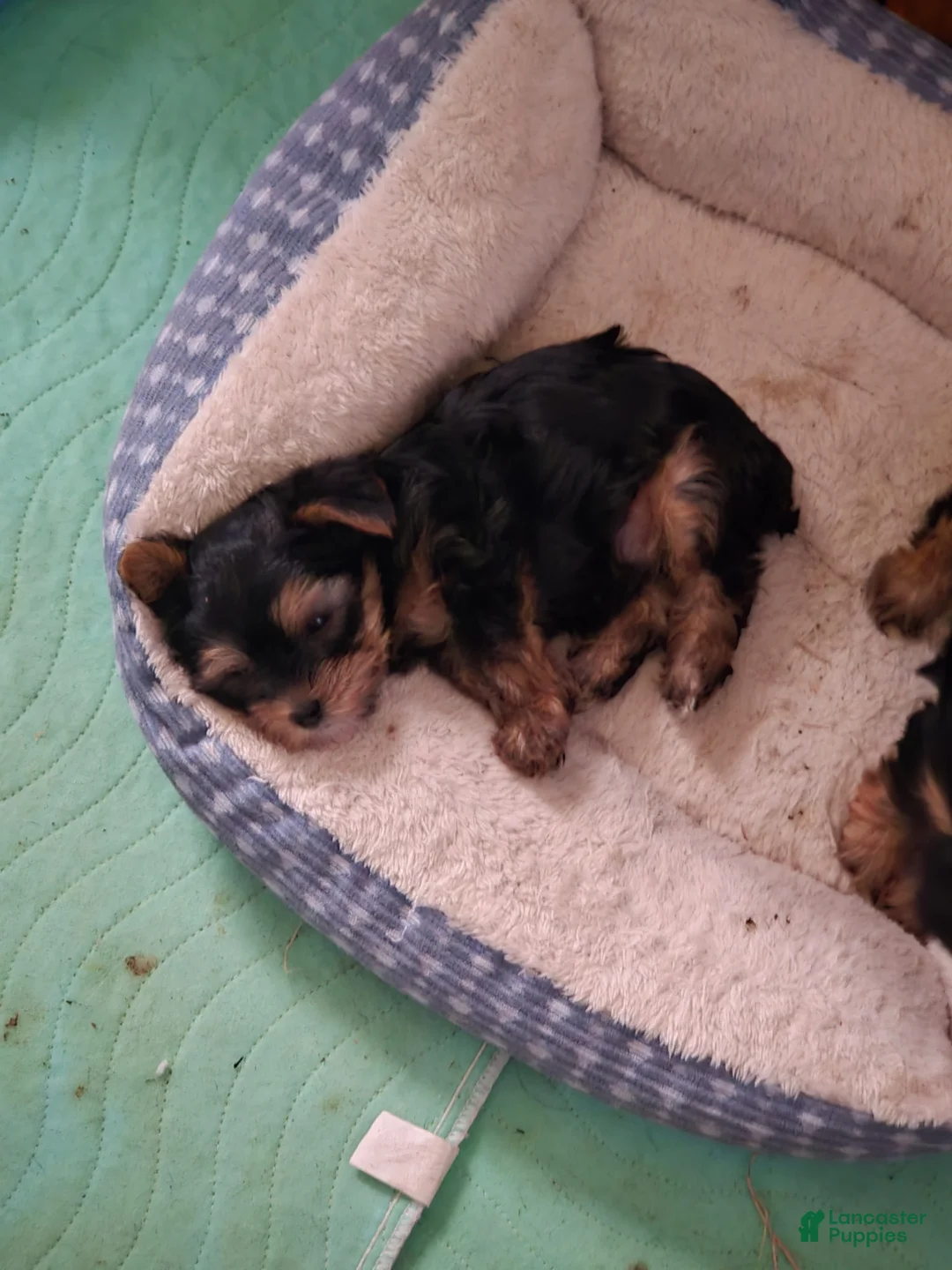 Yorkshire Terrier dogs for sale: Yorkshire Terrier 1 - Ad 1