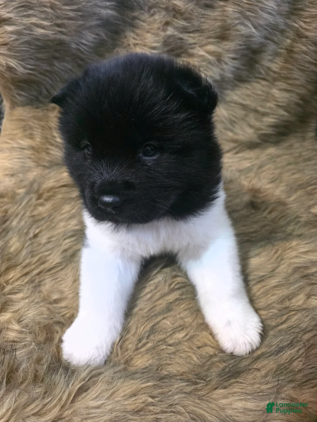Akita dogs for sale: Hugo - Ad 1